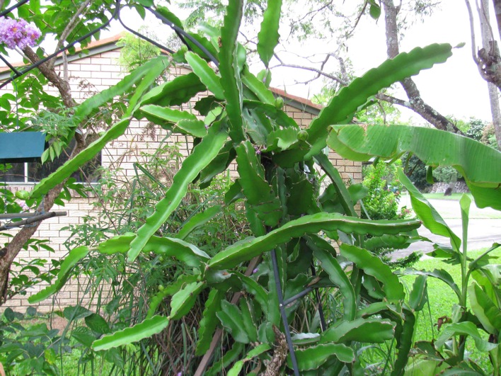 Dragon Fruit Flowers Drop Off