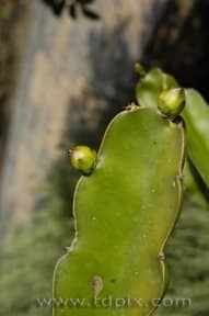 Dragon Fruit Flowers Drop Off