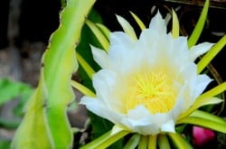 Dragon Fruit Flowers Drop Off