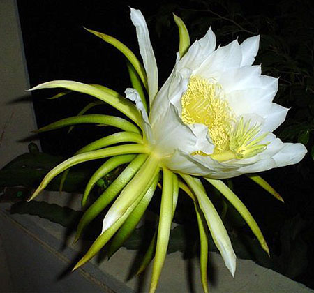 Dragon Fruit Flowers Drop Off