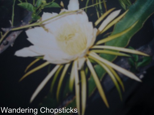 Dragon Fruit Flowers Drop Off