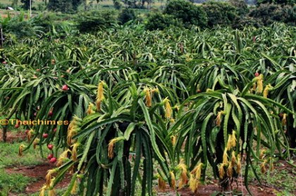 Dragon Fruit Pictures