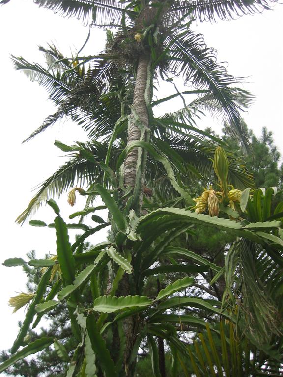 Dragon Fruit Pictures