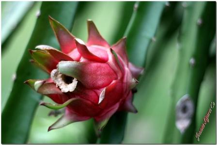 Dragon Fruit Plant