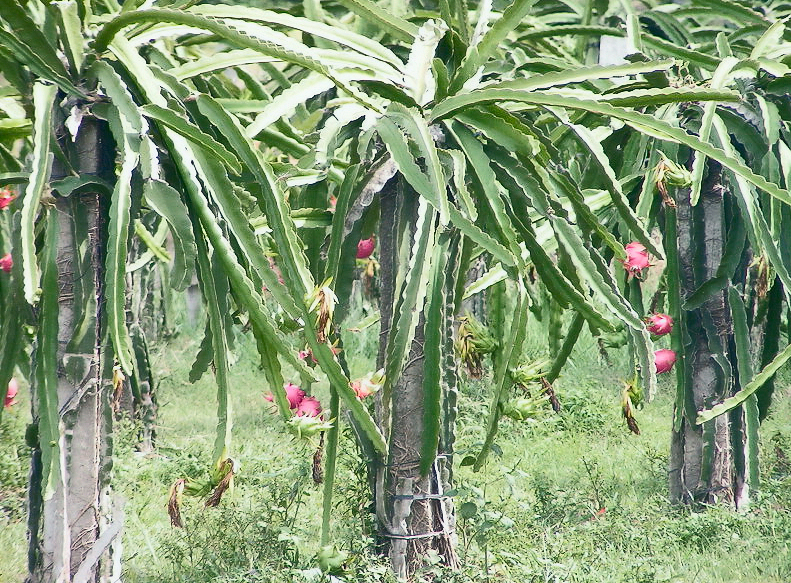 Dragon Fruit Plant