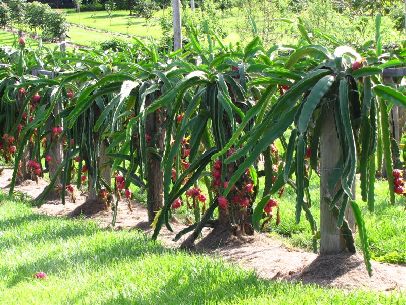 Dragon Fruit Plant Care