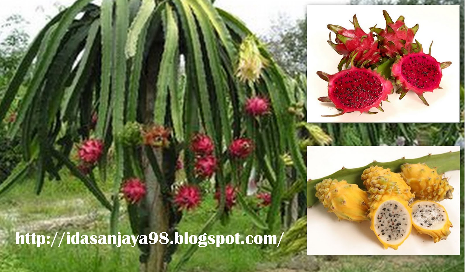 Dragon Fruit Plant Care
