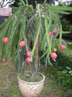 Dragon Fruit Plant Care