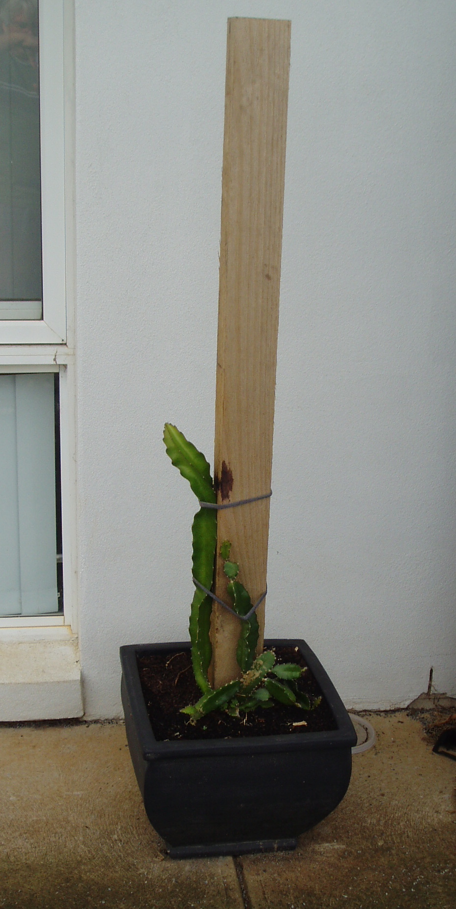 Dragon Fruit Plant Care