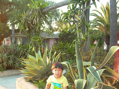 Dragon Fruit Plant Care