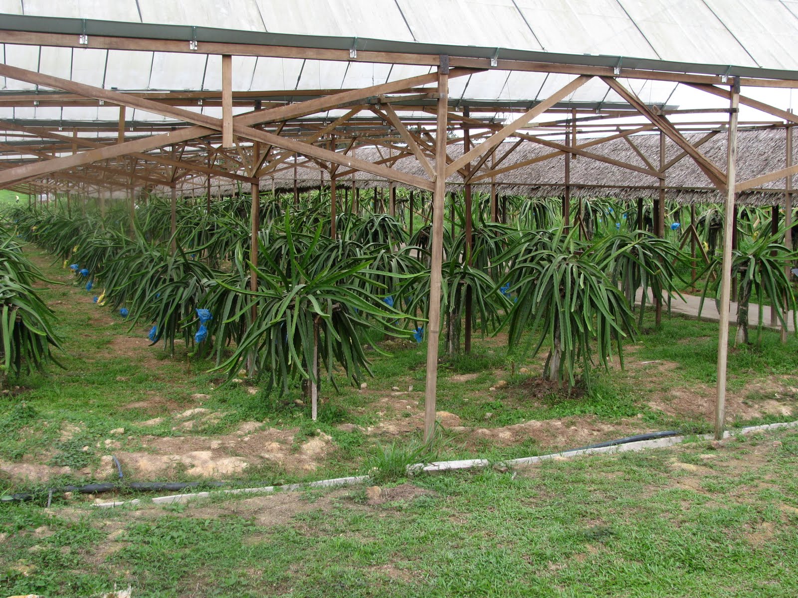 Dragon Fruit Plant Care