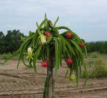 Dragon Fruit Plant Care