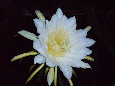 Dragon Fruit Plant Flower