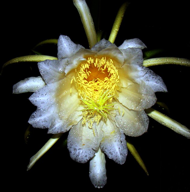 Dragon Fruit Plant Flower
