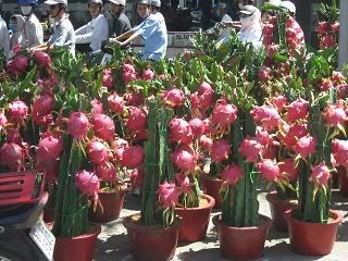 Dragon Fruit Plant Flower