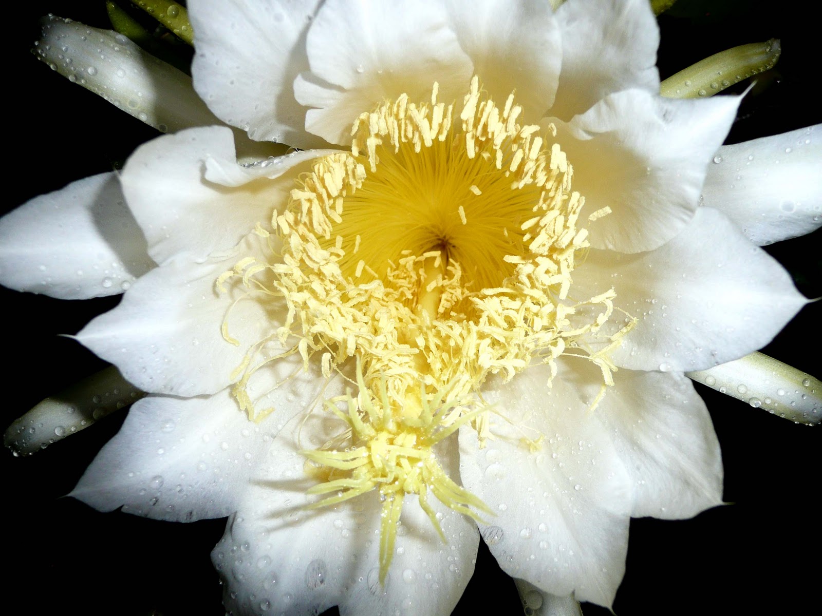 Dragon Fruit Plant Flower