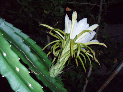 Dragon Fruit Plant Flower