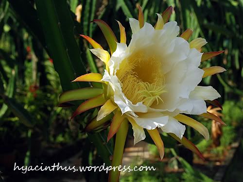 Dragon Fruit Plant Flower