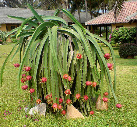 Dragon Fruit Plant Flower