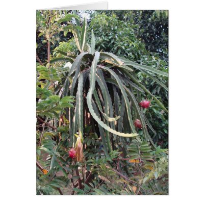 Dragon Fruit Plant For Sale