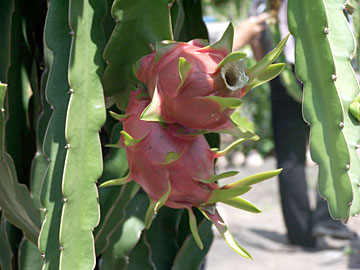 Dragon Fruit Plant For Sale