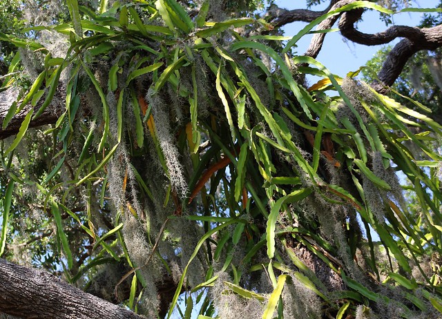 Dragon Fruit Plant Pictures