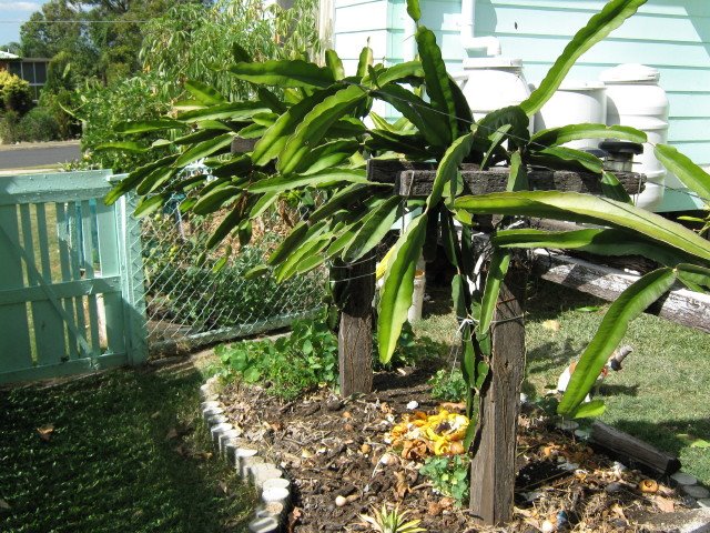 Dragon Fruit Plant Pictures