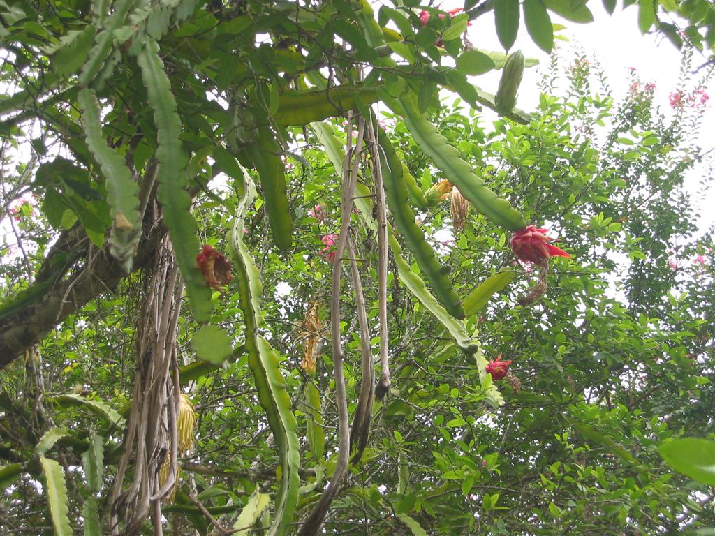 Dragon Fruit Plant Pictures
