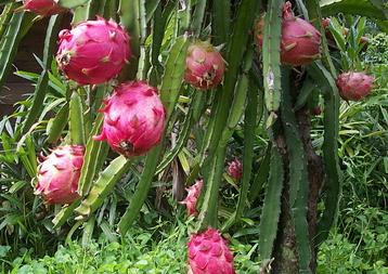 Dragon Fruit Plant Pictures