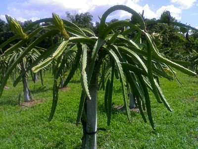 Dragon Fruit Plant Pictures