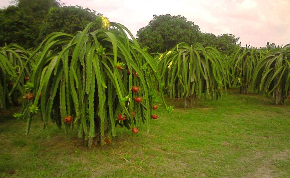 Dragon Fruit Plant San Diego