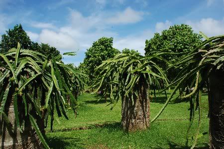 Dragon Fruit Plant San Diego
