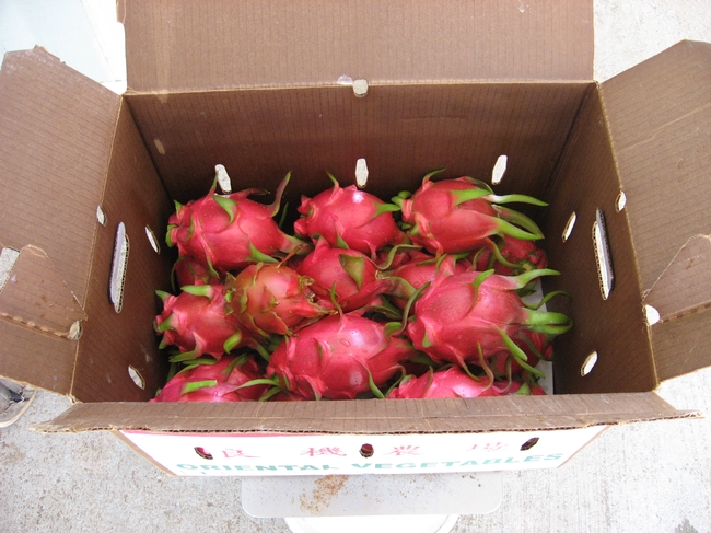 Dragon Fruit Plant San Diego