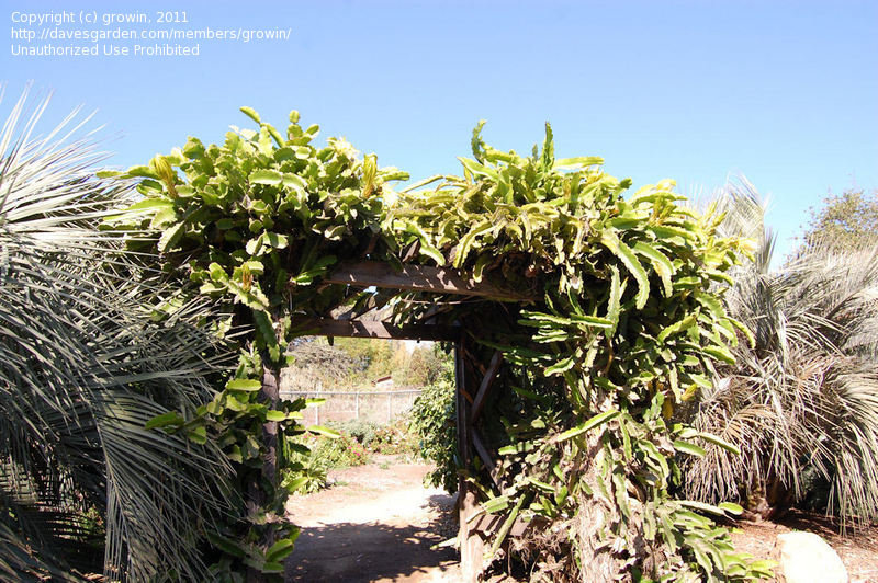 Dragon Fruit Plant San Diego