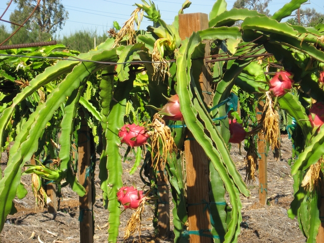 Dragon Fruit Plant San Diego