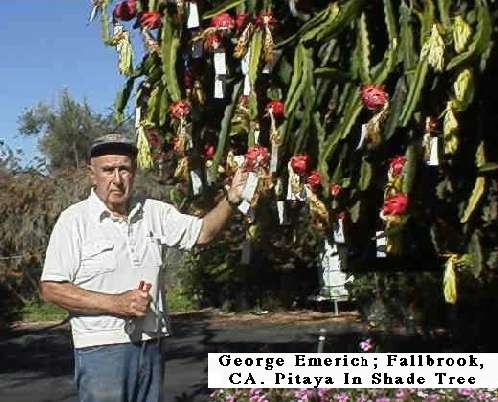 Dragon Fruit Plant San Diego