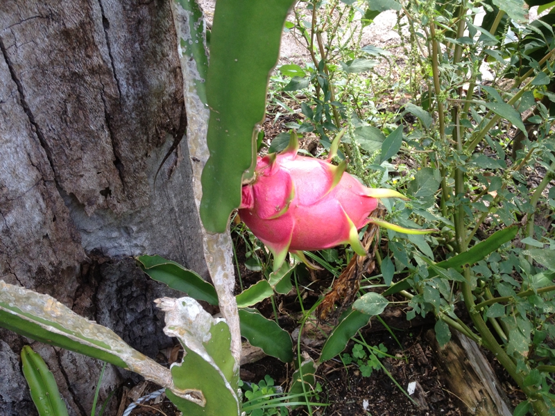Dragon Fruit Plant San Diego