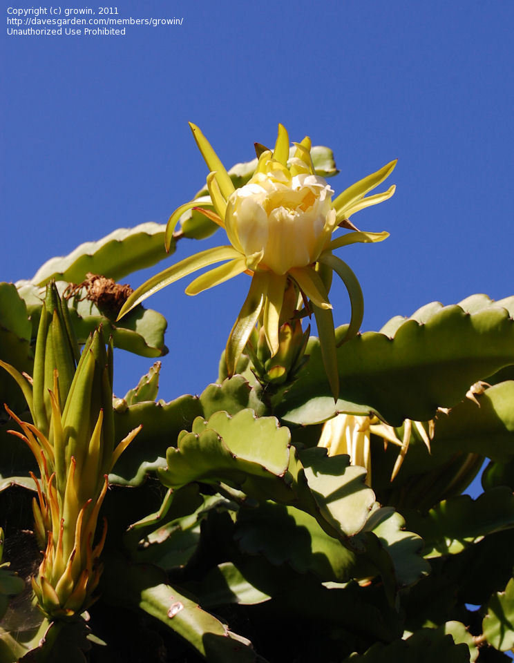Dragon Fruit Plant San Diego