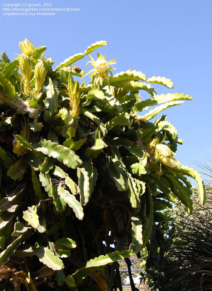 Dragon Fruit Plant San Diego