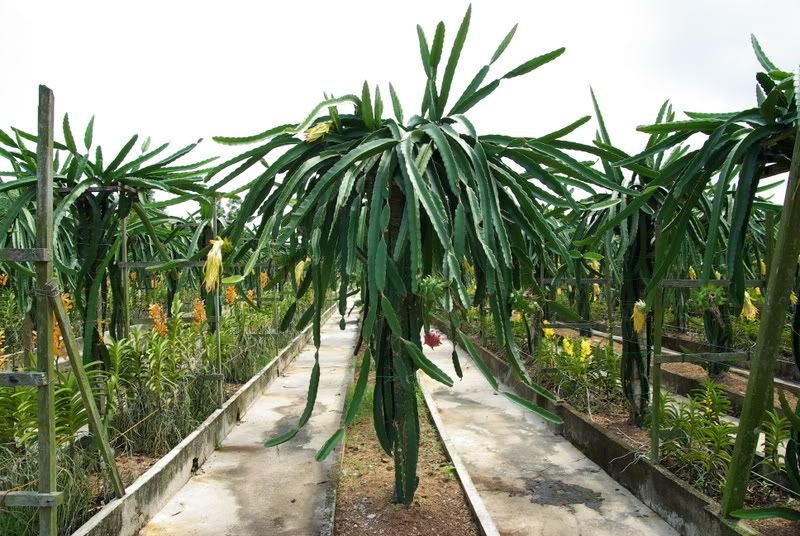 Dragon Fruit Plantation