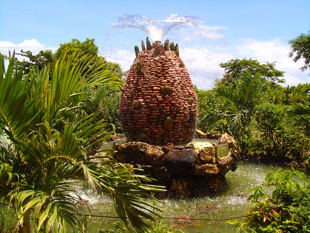 Dragon Fruit Plantation Ilocos