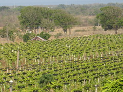 Dragon Fruit Plantation Ilocos