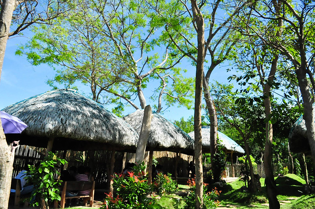 Dragon Fruit Plantation Ilocos