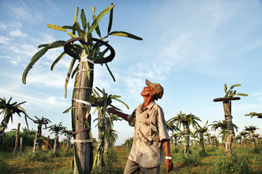 Dragon Fruit Plantation In India
