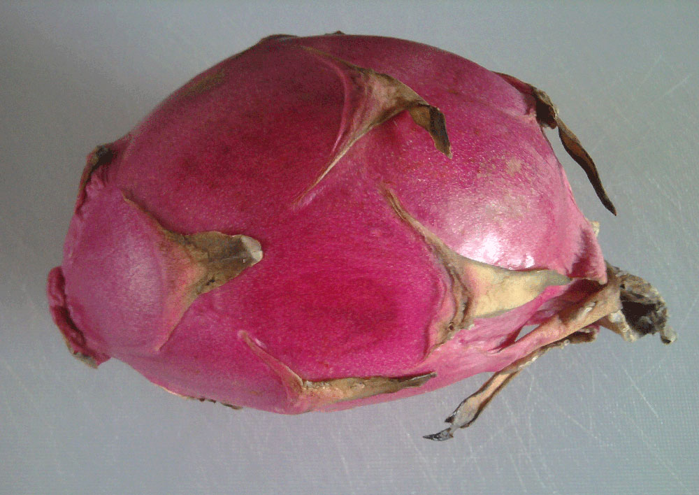 Dragon Fruit Plantation In India