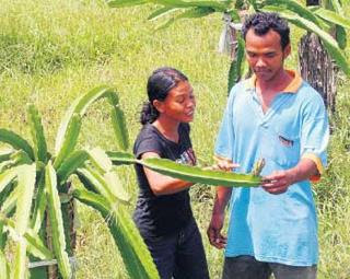 Dragon Fruit Plantation In India