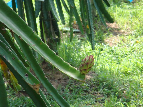 Dragon Fruit Plantation Malaysia