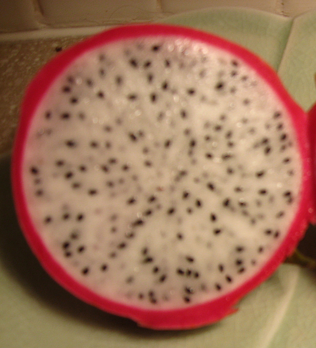 Dragon Fruit Plantation Malaysia
