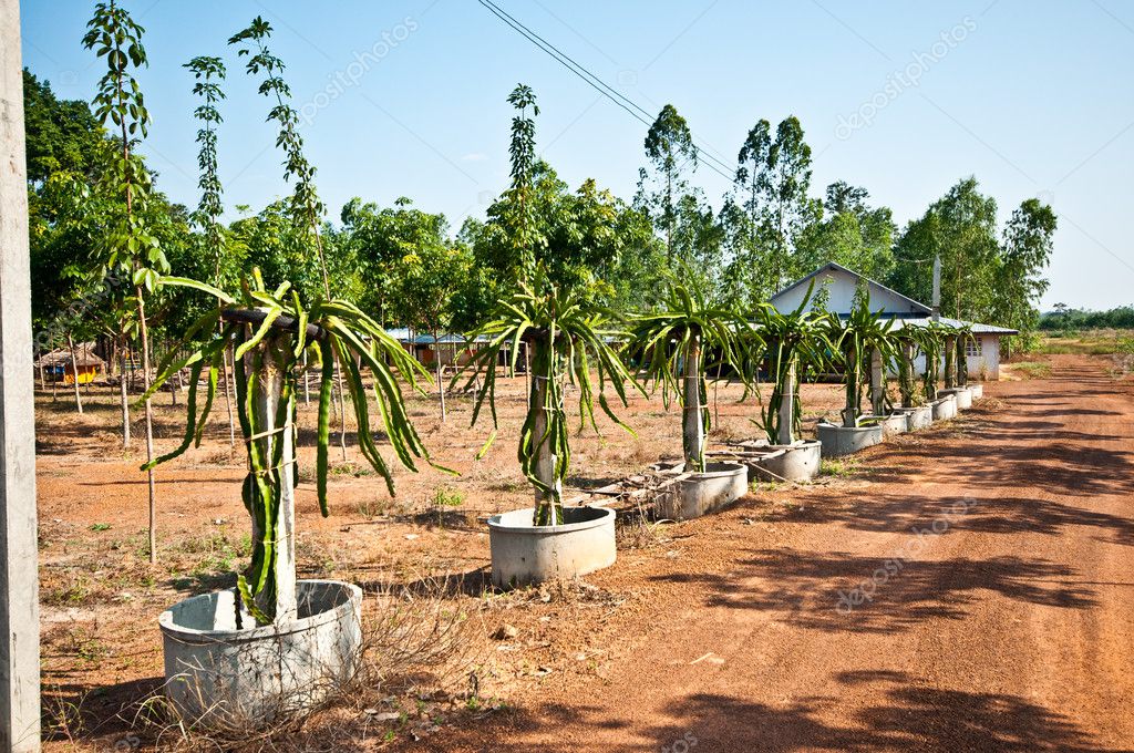 Dragon Fruit Plantation Malaysia