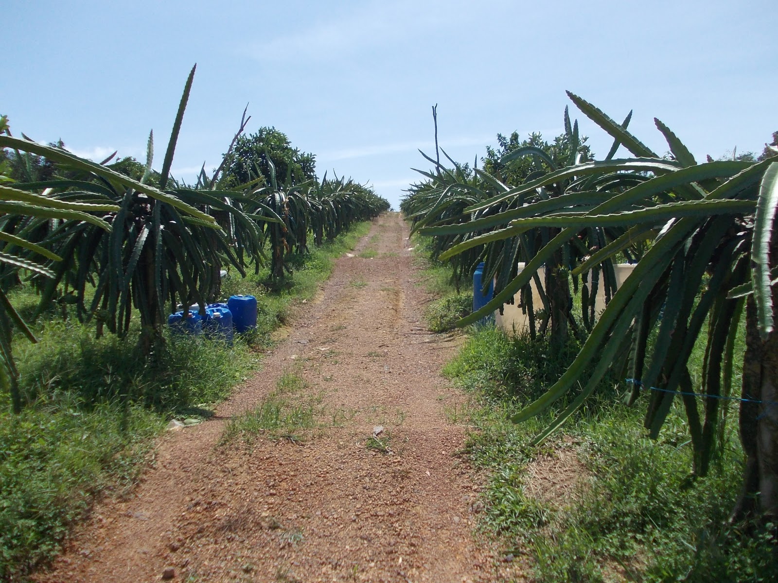 Dragon Fruit Plantation Malaysia